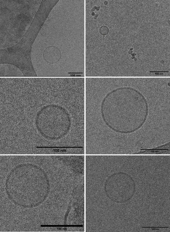 Cell-derived nanoparticles